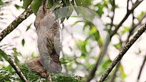 A sloth in the rainforest of Costa Rica