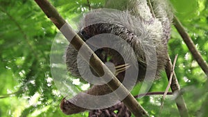 A sloth in the rainforest of Costa Rica