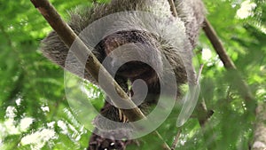 A sloth in the rainforest of Costa Rica