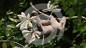 A sloth in the rainforest of Costa Rica