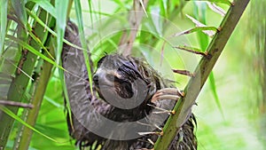 Sloth in Rainforest, Costa Rica Wildlife, Climbing a Tree, Brown Throated Three Toed Sloth (bradypus