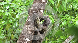 Sloth in Rainforest, Costa Rica Wildlife, Climbing a Tree, Brown Throated Three Toed Sloth (bradypus