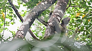 Sloth in Rainforest, Costa Rica Wildlife, Climbing a Tree, Brown Throated Three Toed Sloth (bradypus