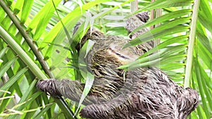 Sloth in Rainforest, Costa Rica Wildlife, Climbing a Tree, Brown Throated Three Toed Sloth (bradypus
