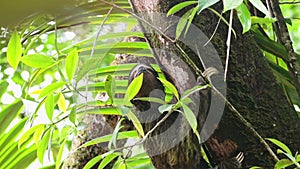 Sloth in Rainforest, Costa Rica Wildlife, Climbing a Tree, Brown Throated Three Toed Sloth (bradypus