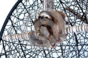 Sloth Sanctuary in Costa Rica photo