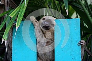 Sloth sitting on a fence in Costa Rica