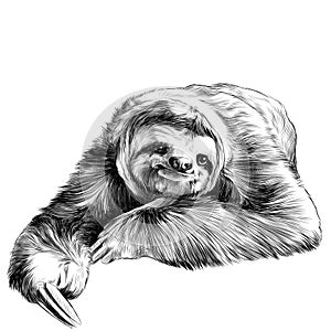 Sloth sketch