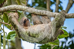 A sloth smiling at the camera while hanging in the Costa Rican jungle.
