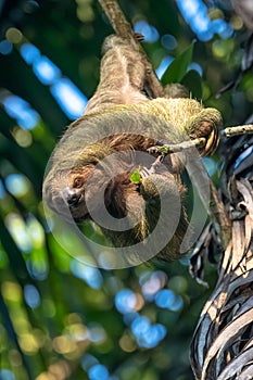 A sloth smiling at the camera while hanging in the Costa Rican jungle photo