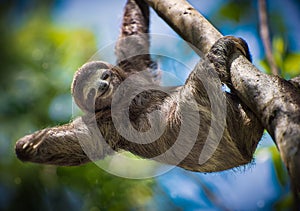 Sloth smiling at you photo