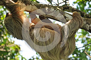Sloth,three toe adult mother with baby, costa rica photo