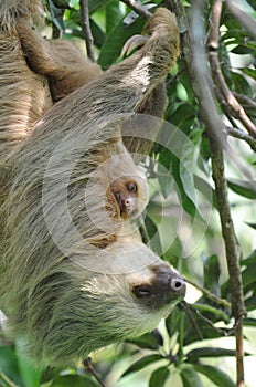 Sloth,three toe adult mother with baby, costa rica