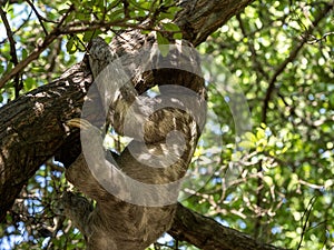 The Sloth three toed, Bradypus tridactylus, in the city park in