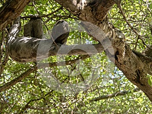 The Sloth three toed, Bradypus tridactylus, in the city park in