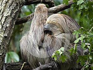 The Sloth three toed, Bradypus tridactylus, napping between branches photo