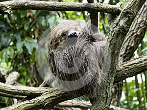 The Sloth three toed, Bradypus tridactylus, napping between branches photo