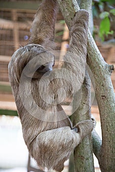 Sloth in a Tree