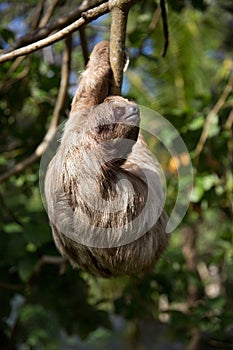 Sloth in a Tree