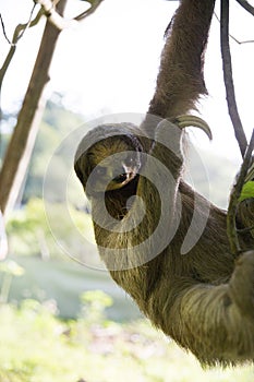 Sloth in a Tree