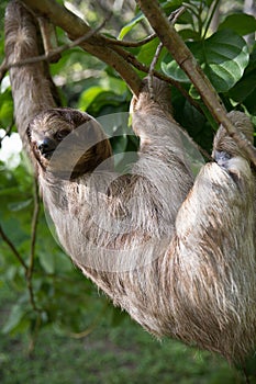 Sloth in a Tree