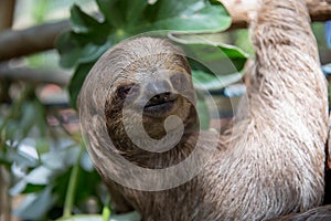 Sloth in a Tree