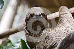 Sloth in a Tree