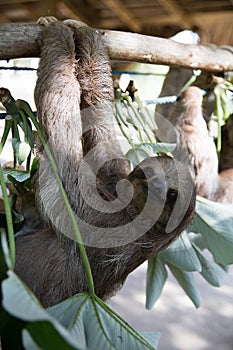 Sloth in a Tree