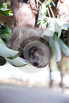 Sloth in a Tree