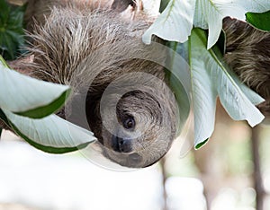 Sloth in a Tree