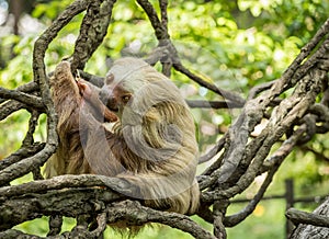 Sloth in Tree