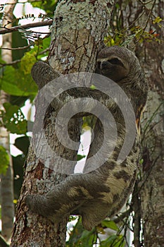 Sloth on a tree in Amazonas in Colombia