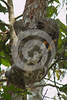 Sloth on a tree in Amazonas in Colombia