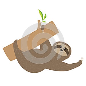 Sloth. Tree branch Cute cartoon character. Fluffy fur. Wild joungle animal collection. Baby education. Isolated. White background.