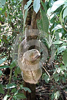 Sloth on a tree in Costa Rica