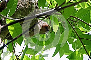 Sloth in a tree in Costa Rica