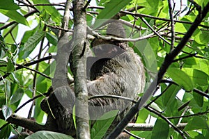 Sloth in the tree in Costa Rica