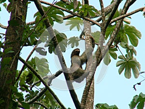 Sloth in tropical tree in Costa Rica