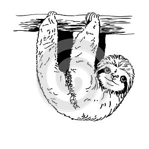 Sloth vector eps, Hand drawn, Vector, Eps, Logo, Icon, silhouette Illustration by crafteroks for different uses.