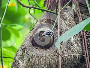 Sloth Views around Costa Rica