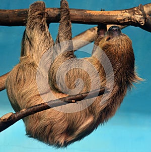 Sloths are arboreal mammals