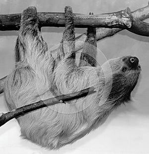 Sloths are arboreal mammals