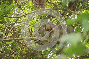 Sloths spend most of their lives hanging upside down in the trees of the tropical rainforests