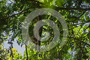 Sloths spend most of their lives hanging upside down in the trees of the tropical rainforests