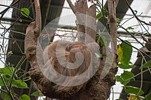 Sloths spend most of their lives hanging upside down in the trees of the tropical rainforests