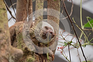 Sloths spend most of their lives hanging upside down in the trees of the tropical rainforests