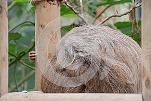 Sloths spend most of their lives hanging upside down in the trees of the tropical rainforests