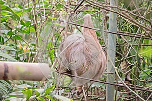 Sloths spend most of their lives hanging upside down in the trees of the tropical rainforests