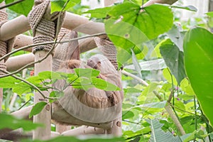 Sloths spend most of their lives hanging upside down in the trees of the tropical rainforests