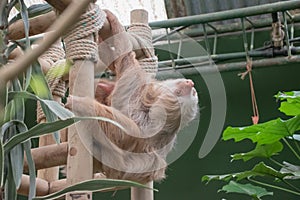 Sloths spend most of their lives hanging upside down in the trees of the tropical rainforests